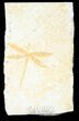Fossil Dragonfly (Tharsophlebia) - Solnhofen Limestone #38929-1